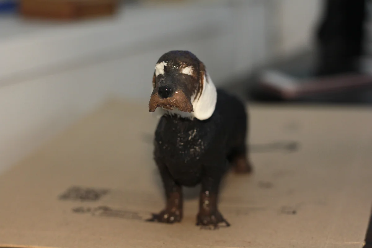 Wire Haired Dachshund