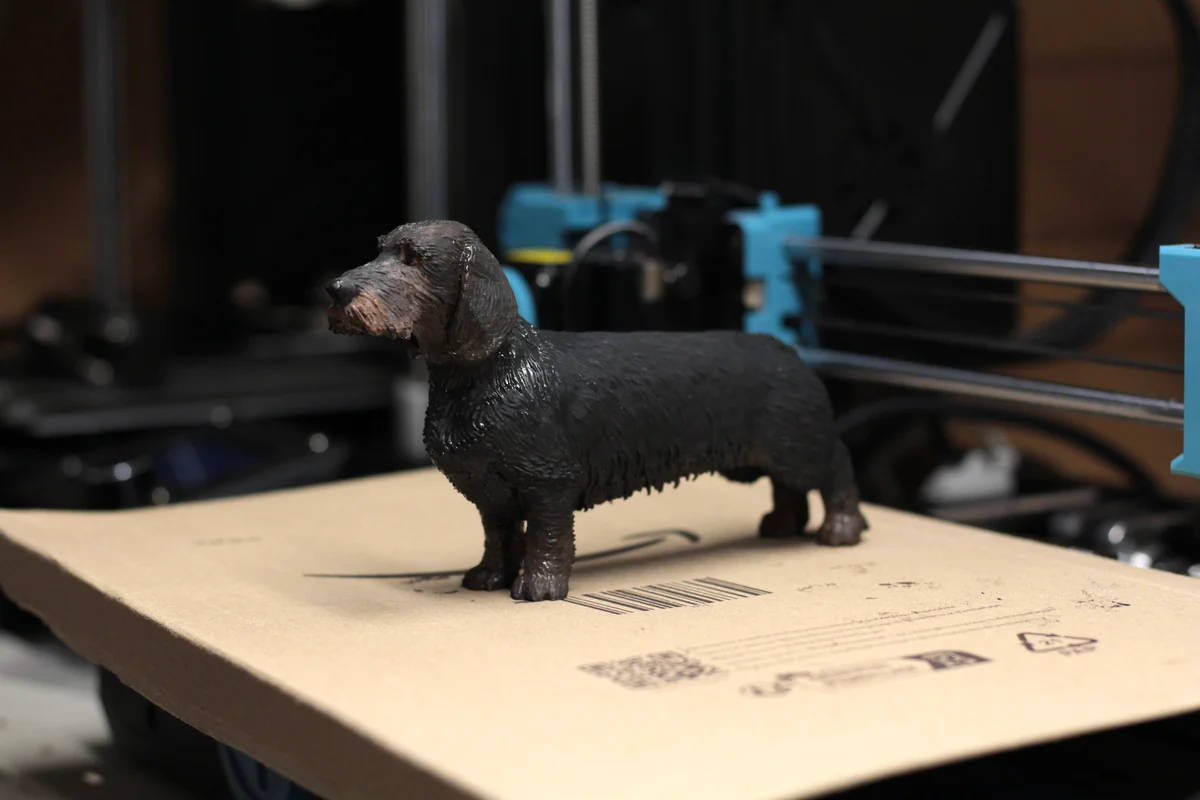 Wire Haired Dachshund