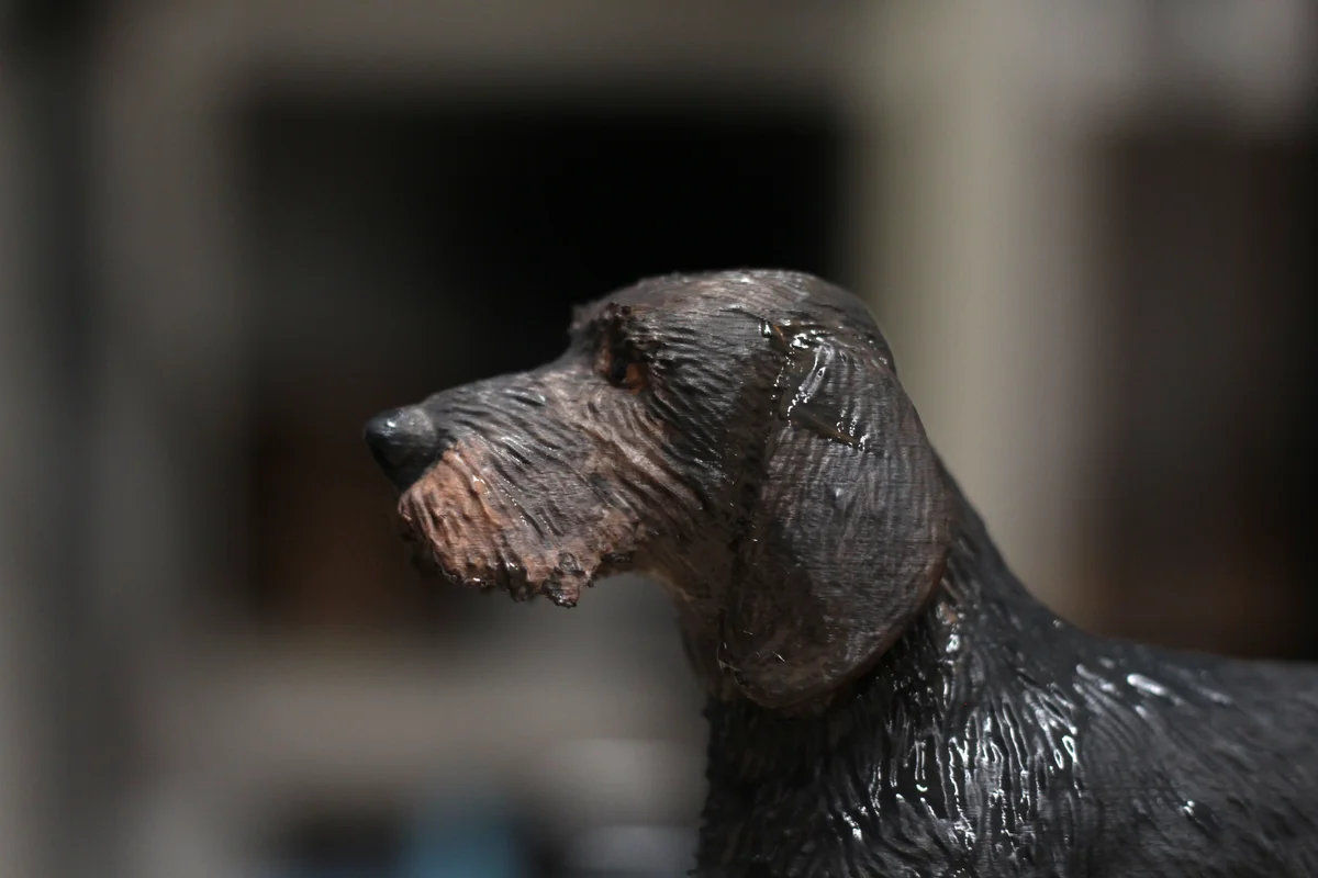 Wire Haired Dachshund