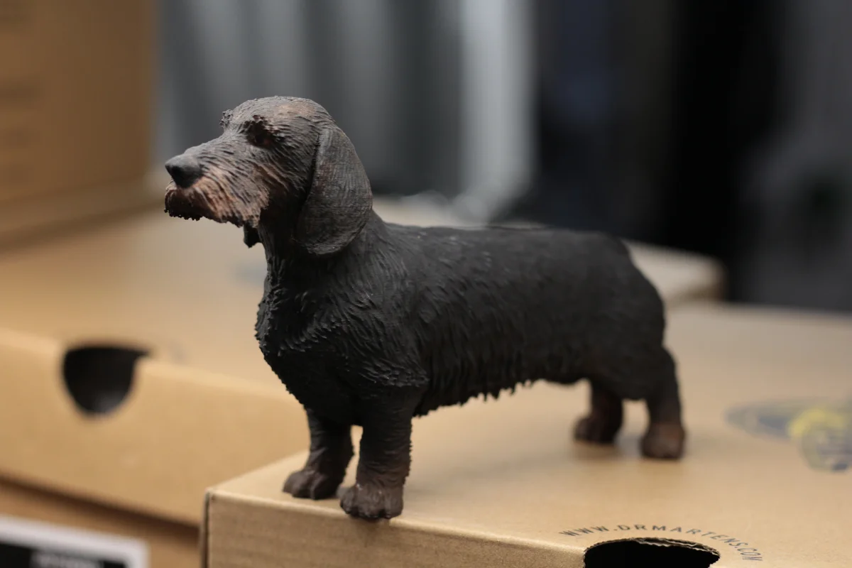 Wire Haired Dachshund