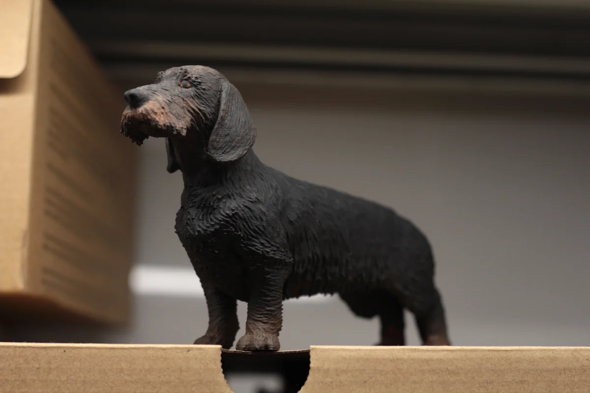 Wire Haired Dachshund