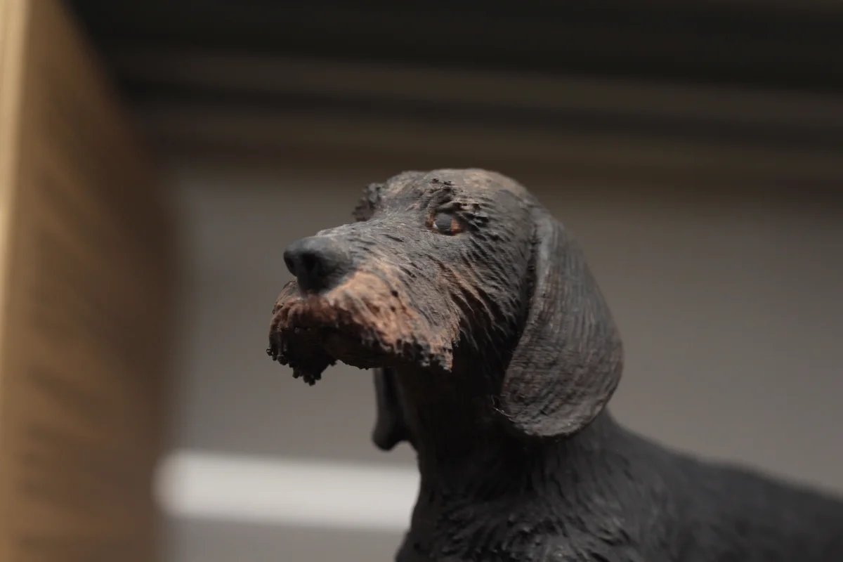 Wire Haired Dachshund